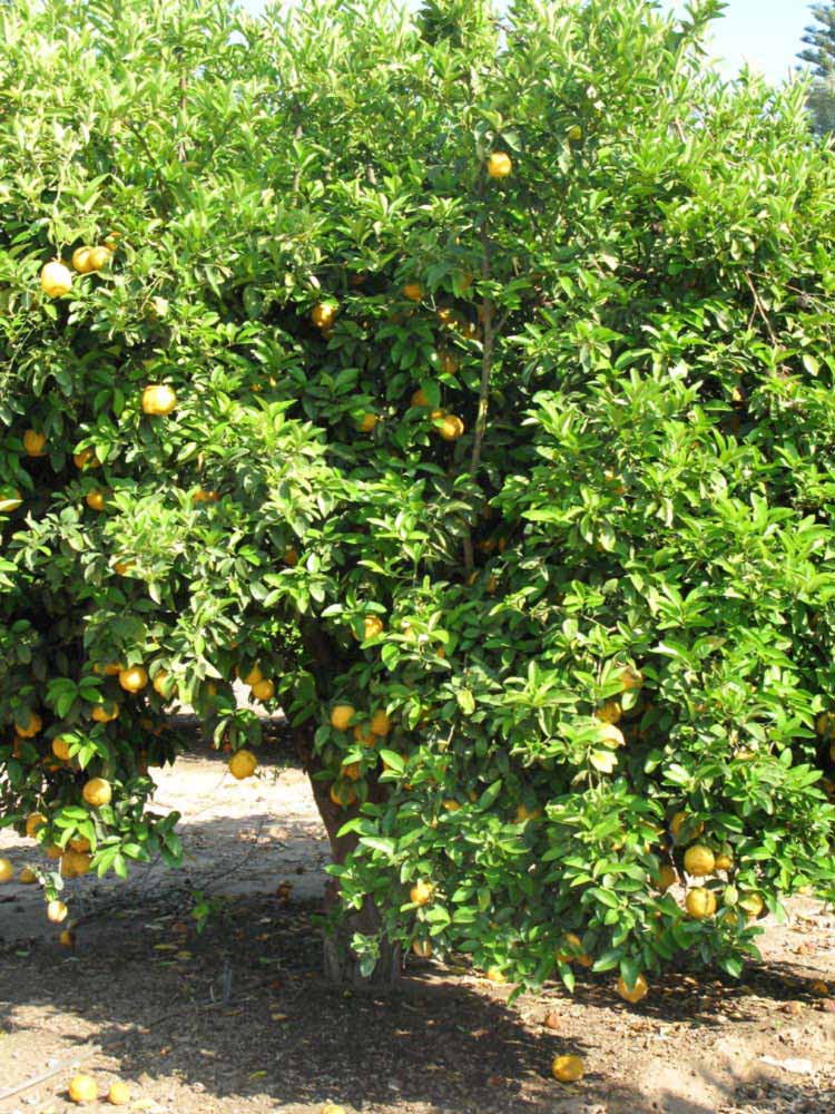            Habit (South African, Riverside, CA)   